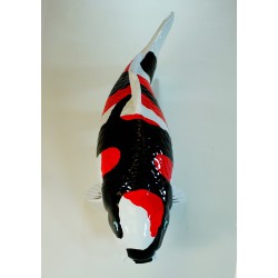 Koi Replica 