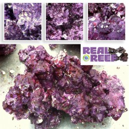 Real Reef Rock (60 lb) Box - LG/XL Size - Real Reef