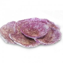 Reef Turbinaria Cup / Plate Rock 10pcs - Real Reef